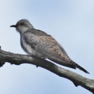 Cacomantis pallidus at Gungahlin, ACT - 6 Nov 2016 09:53 AM