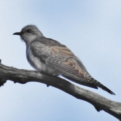 Cacomantis pallidus (Pallid Cuckoo) at Goorooyarroo NR (ACT) - 5 Nov 2016 by JohnBundock