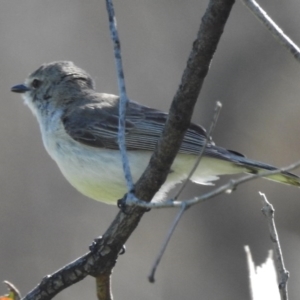 Gerygone fusca at Goorooyarroo NR (ACT) - 6 Nov 2016 09:23 AM