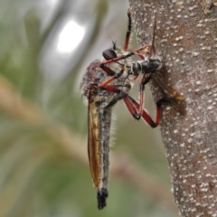 Neoaratus hercules (Herculean Robber Fly) at Tidbinbilla Nature Reserve - 18 Jan 2015 by JohnBundock