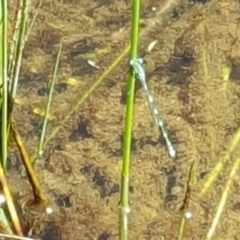 Austrolestes sp. (genus) (Ringtail damselfy) at Jerrabomberra, ACT - 3 Nov 2016 by Mike