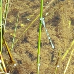 Austrolestes sp. (genus) at Jerrabomberra, ACT - 3 Nov 2016