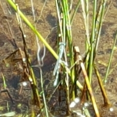 Austrolestes sp. (genus) at Jerrabomberra, ACT - 3 Nov 2016