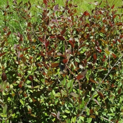 Lonicera japonica (Japanese Honeysuckle) at Symonston, ACT - 4 Nov 2016 by Mike