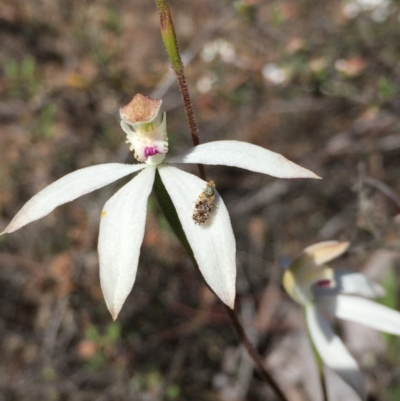 Caladenia moschata (Musky Caps) at Canberra Central, ACT - 5 Nov 2016 by ibaird