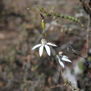 Caladenia moschata at Undefined Area - suppressed