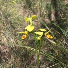 Diuris sulphurea (Tiger Orchid) at Black Mountain - 5 Nov 2016 by ibaird