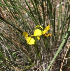 Diuris sulphurea (Tiger Orchid) at Black Mountain - 6 Nov 2016 by ibaird