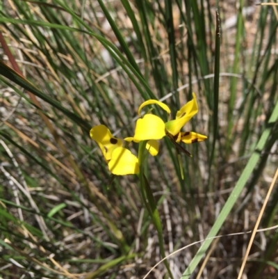 Diuris sulphurea (Tiger Orchid) at Canberra Central, ACT - 6 Nov 2016 by ibaird