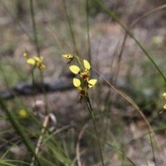 Diuris sulphurea at Point 75 - 6 Nov 2016