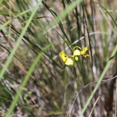 Diuris sulphurea at Point 75 - 6 Nov 2016