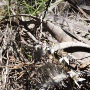 Caladenia moschata at Point 75 - suppressed