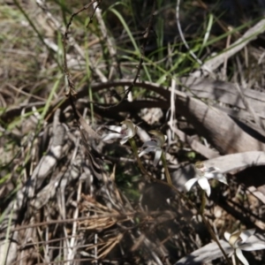 Caladenia moschata at Point 75 - suppressed