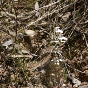 Caladenia cucullata at O'Connor, ACT - 6 Nov 2016