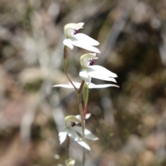 Caladenia cucullata at O'Connor, ACT - 6 Nov 2016