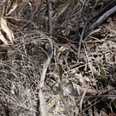 Calochilus sp. (A Beard Orchid) at Black Mountain - 6 Nov 2016 by ibaird