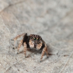 Maratus vespertilio at Belconnen, ACT - 30 Aug 2016