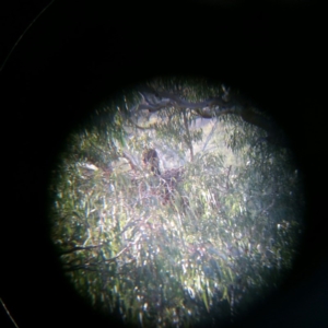 Aquila audax at Molonglo River Reserve - 7 Jan 2016 07:03 AM