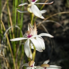 Caladenia cucullata (Lemon Caps) at Acton, ACT - 7 Nov 2016 by Ryl