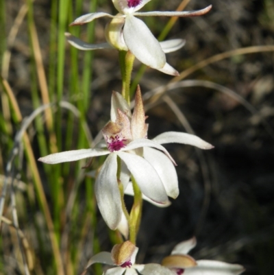 Caladenia cucullata (Lemon Caps) at Acton, ACT - 6 Nov 2016 by Ryl