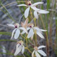 Caladenia cucullata at Acton, ACT - suppressed