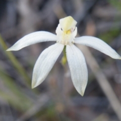 Caladenia sp. (A Caladenia) at Acton, ACT - 6 Nov 2016 by Ryl