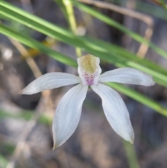 Caladenia moschata (Musky Caps) at Acton, ACT - 6 Nov 2016 by Ryl