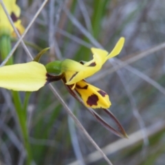 Diuris sulphurea (Tiger Orchid) at Acton, ACT - 7 Nov 2016 by Ryl