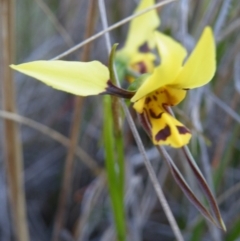 Diuris sulphurea at Acton, ACT - suppressed