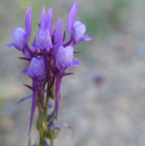 Linaria pelisseriana at O'Connor, ACT - 7 Nov 2016