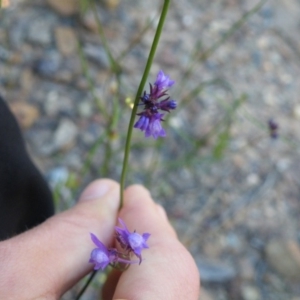 Linaria pelisseriana at O'Connor, ACT - 7 Nov 2016