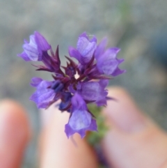 Linaria pelisseriana at O'Connor, ACT - 7 Nov 2016