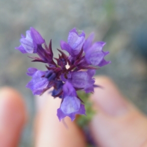 Linaria pelisseriana at O'Connor, ACT - 7 Nov 2016 12:00 AM