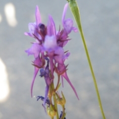 Linaria pelisseriana at O'Connor, ACT - 7 Nov 2016 12:00 AM