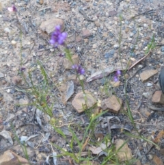 Linaria pelisseriana at O'Connor, ACT - 7 Nov 2016 12:00 AM