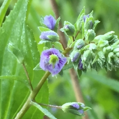 Veronica anagallis-aquatica (Blue Water Speedwell) at QPRC LGA - 6 Nov 2016 by Wandiyali