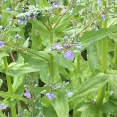 Veronica anagallis-aquatica at Googong, NSW - 7 Nov 2016