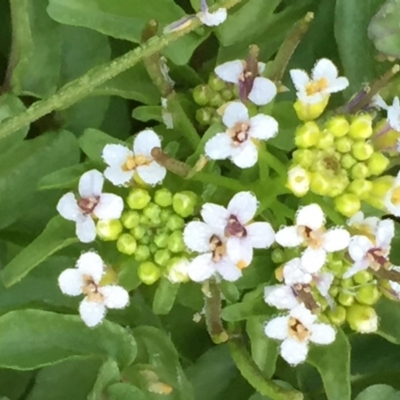 Rorippa nasturtium-aquaticum (Watercress) at Googong, NSW - 6 Nov 2016 by Wandiyali