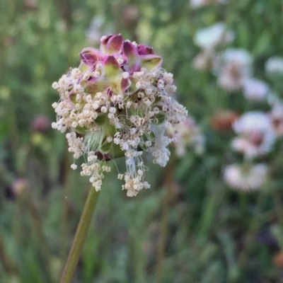 Sanguisorba minor (Salad Burnet, Sheep's Burnet) at QPRC LGA - 6 Nov 2016 by Wandiyali