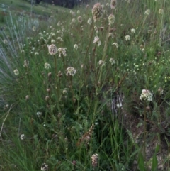 Sanguisorba minor at Googong, NSW - 7 Nov 2016