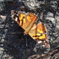 Vanessa kershawi (Australian Painted Lady) at QPRC LGA - 6 Nov 2016 by Wandiyali