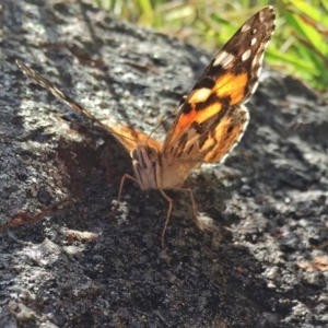 Vanessa kershawi at Googong, NSW - 7 Nov 2016 09:45 AM