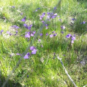 Utricularia dichotoma at Kambah, ACT - 6 Nov 2016