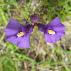 Utricularia dichotoma at Kambah, ACT - 6 Nov 2016 02:51 PM