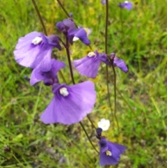 Utricularia dichotoma at Kambah, ACT - 6 Nov 2016