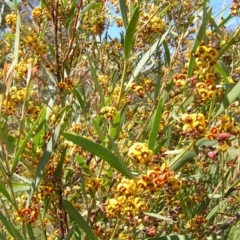 Daviesia mimosoides (Bitter Pea) at Mount Taylor - 14 Oct 2010 by MatthewFrawley