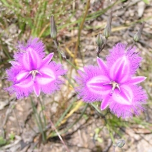 Thysanotus tuberosus subsp. tuberosus at Kambah, ACT - 24 Nov 2010