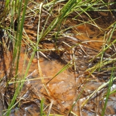 Iron Bacteria at Namadgi National Park - 3 Nov 2016 by KenT