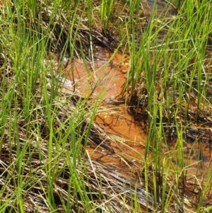 Iron Bacteria at Mount Clear, ACT - 3 Nov 2016 12:57 PM