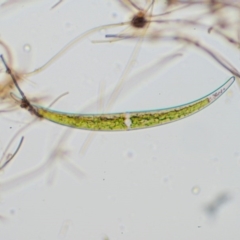 Closterium keutzingii (A freshwater algae) at Mount Clear, ACT - 3 Nov 2016 by KenT